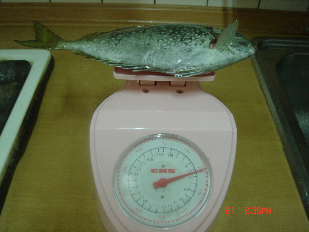 980821(五)和平島 980821(五)和平島