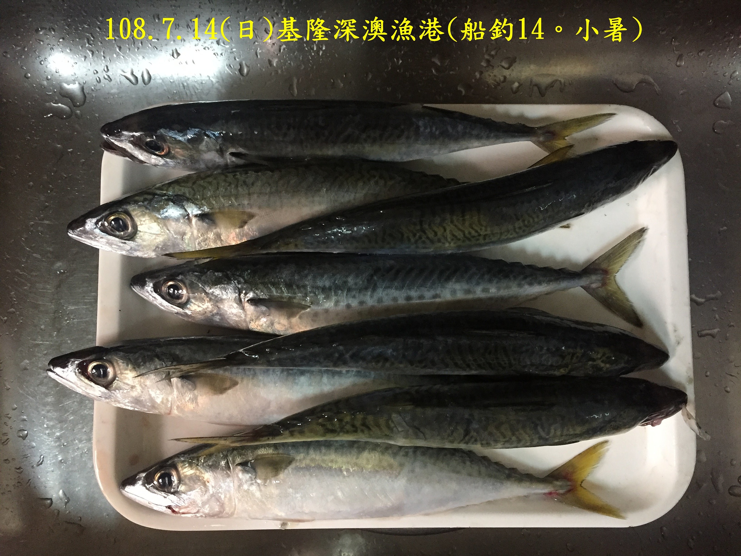 108.7.14(日)基隆深澳漁港(船釣14。小暑) 108.7.14(日)基隆深澳漁港(船釣14。小暑)